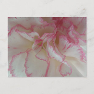 White and Pink Carnation Postcard