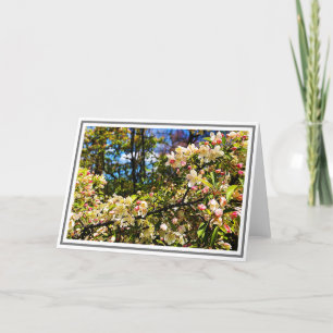White and Pink Crabapple Tree Blossoms Card
