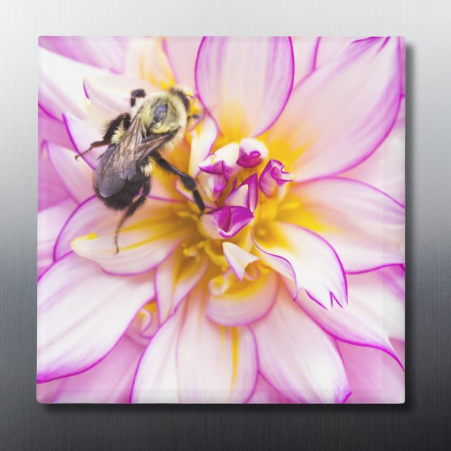 White And Pink Dahlia With Bumble Bee Magnet (Creator Uploaded)