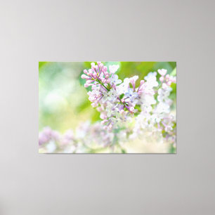 White And Pink Misty Lilacs Canvas Print