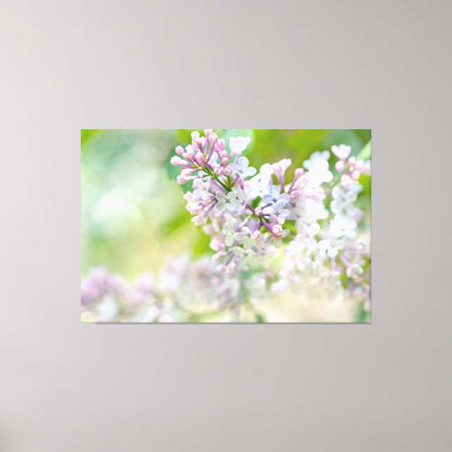 White And Pink Misty Lilacs Canvas Print (Front)