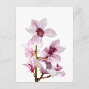 White and pink orchids postcard