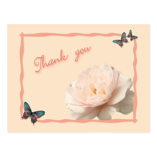 White and pink rose postcard