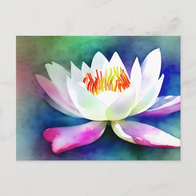 White and pink water lily postcard (Front)