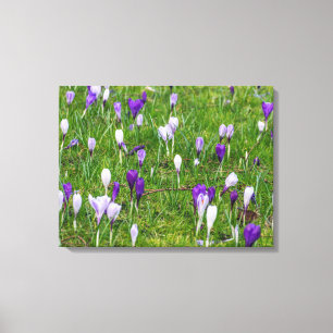 White and purple crocuses canvas print