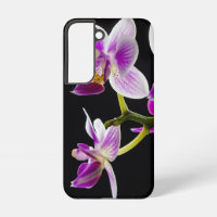 White and purple orchid