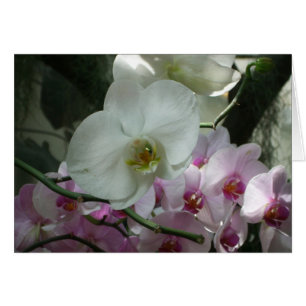 White and Purple Orchids