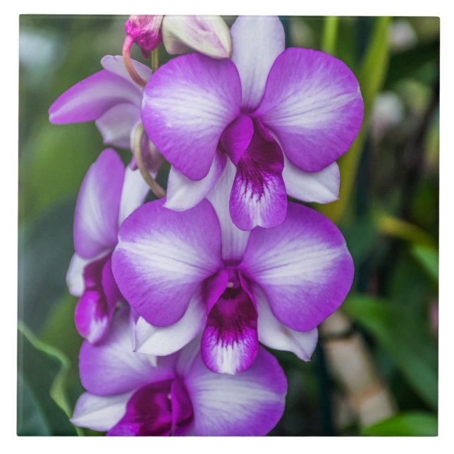 White and purple orchids ceramic tile (Front)
