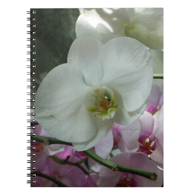 White and Purple Orchids Notebook (Front)