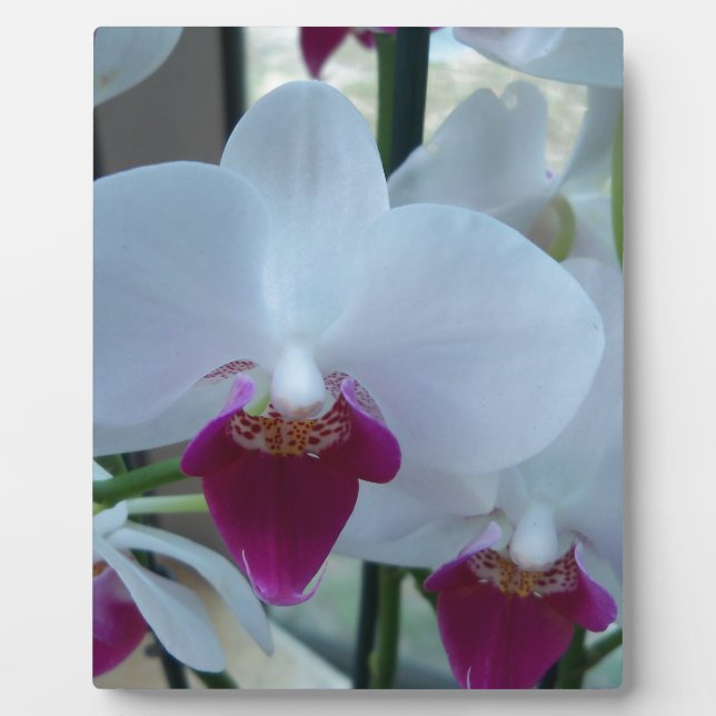 white and purple orchids plaque (Front)