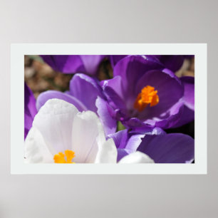 White and Purple Spring Flowers Poster