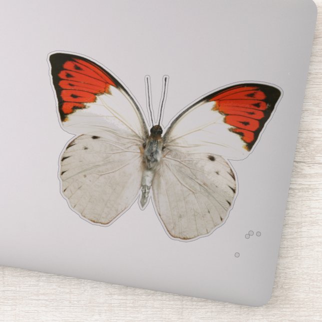 White and Red Butterfly (Detail)