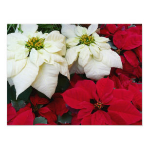 White and Red Poinsettias II Christmas Holiday Photo Print