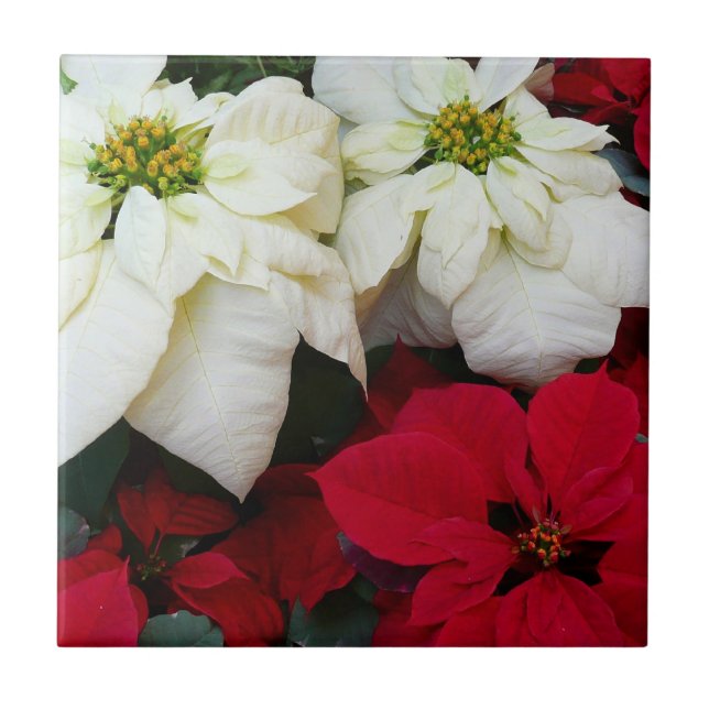 White and Red Poinsettias II Christmas Holiday Tile (Front)