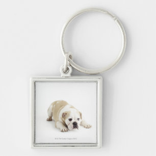White and tan bulldog keychain