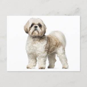 White And Tan Shih Tzu Puppy Dog Postcard