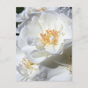 White and White Roses Floral Photography Postcard