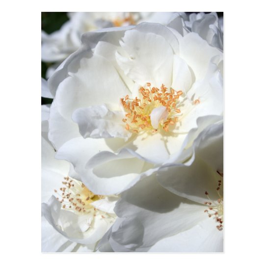White and White Roses Floral Photography Postcard