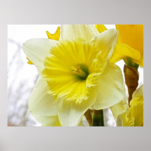 White And Yellow Daffodil Poster (Front)