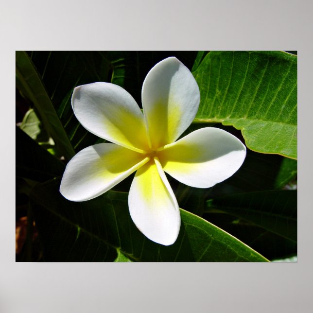 White and Yellow Frangipani blossom Poster (Front)