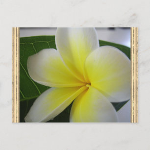 White And Yellow Frangipani Flower Postcard