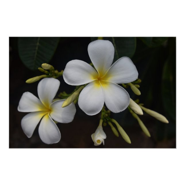 White and Yellow Plumeria Poster (Front)
