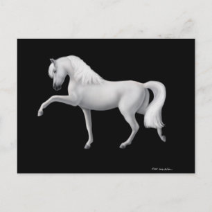 White Andalusian Horse Postcard