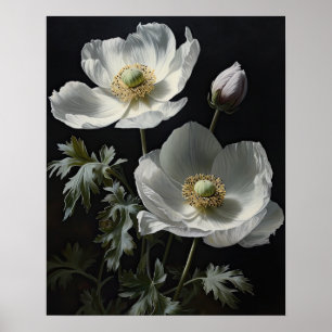 White Anemone Flowers Art Print Poster