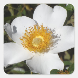 White Anemone Square Sticker