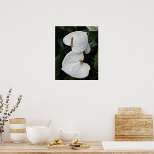 White Anthurium Blooms Photographic Poster