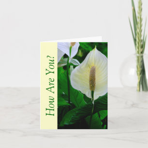 WHITE ANTHURIUM BLOSSOM/HOW ARE YOU? CARD