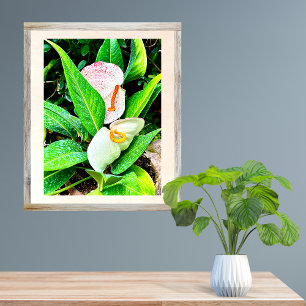 White Anthurium Flower Puerto Vallarta  Photo Print