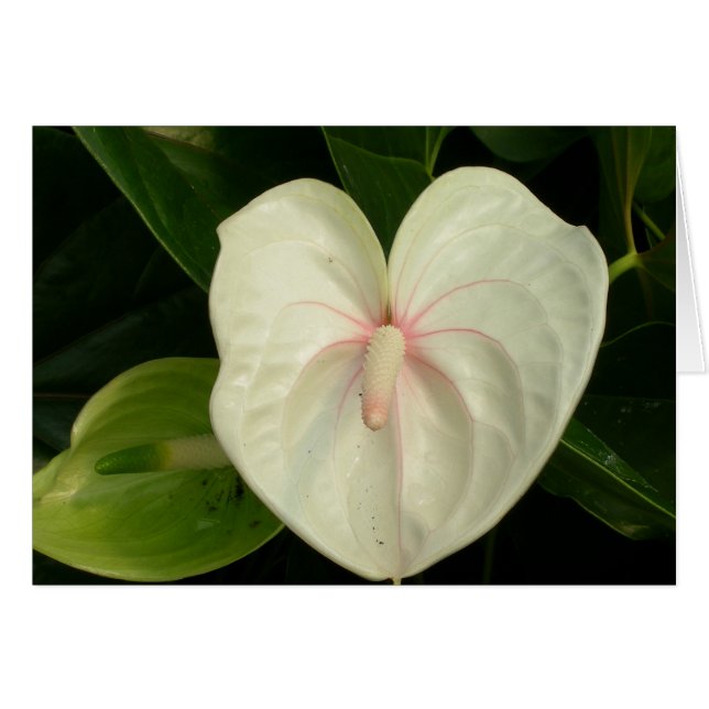 White Anthurium Hawaii (Front Horizontal)
