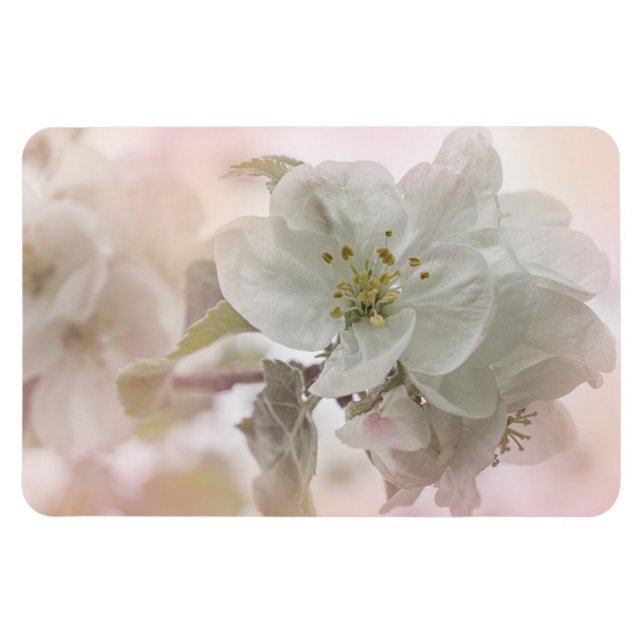 White Apple Blossom Photograph Magnet (Horizontal)
