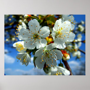 White apple blossom poster