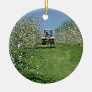 white Apple orchard cultivating, Nova Scotia flowe Ceramic Ornament