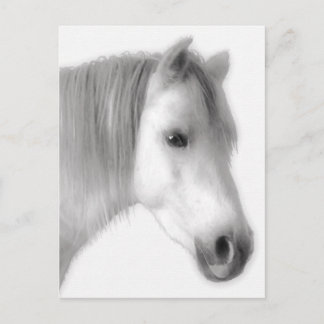 White Arabian Horse Portrait Postcard