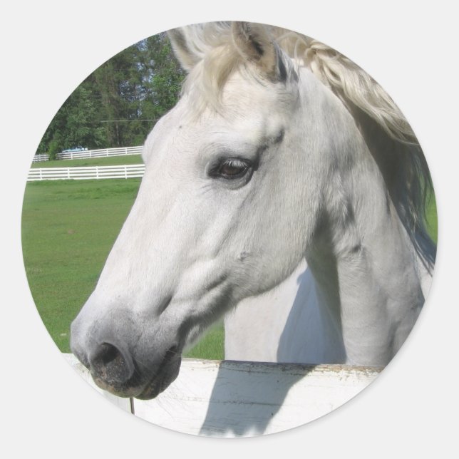 White Arabian Horse Sticker (Front)