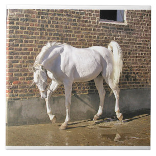 White Arabian Stallion Tile