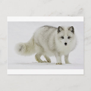 White Arctic Fox Blends Into The Snow Postcard