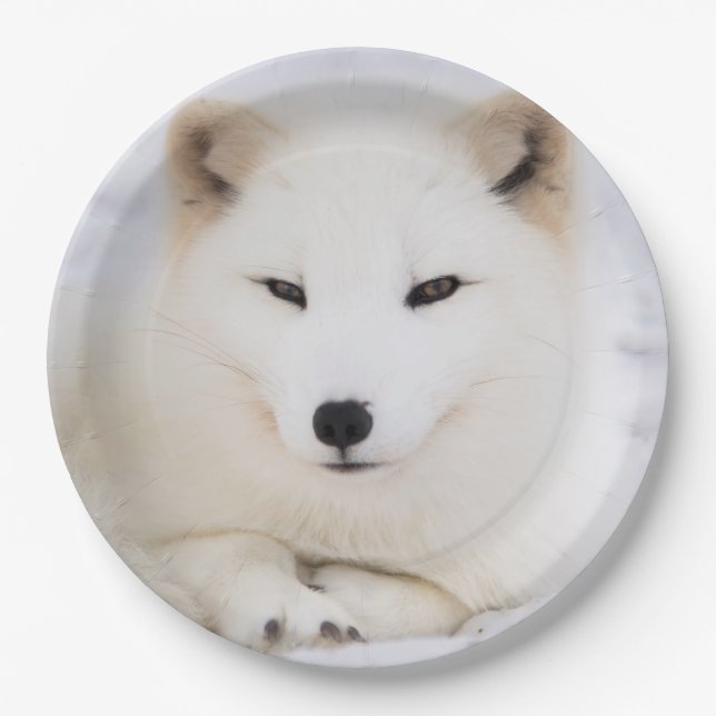 White arctic fox in snow paper plate (Front)