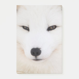 White arctic fox in snow post-it notes