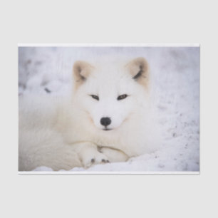 White arctic fox watching you tissue paper