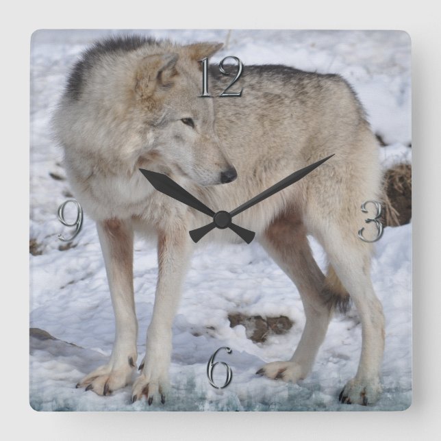 White Arctic Wolf and Snow Wildlife Art Clock (Front)