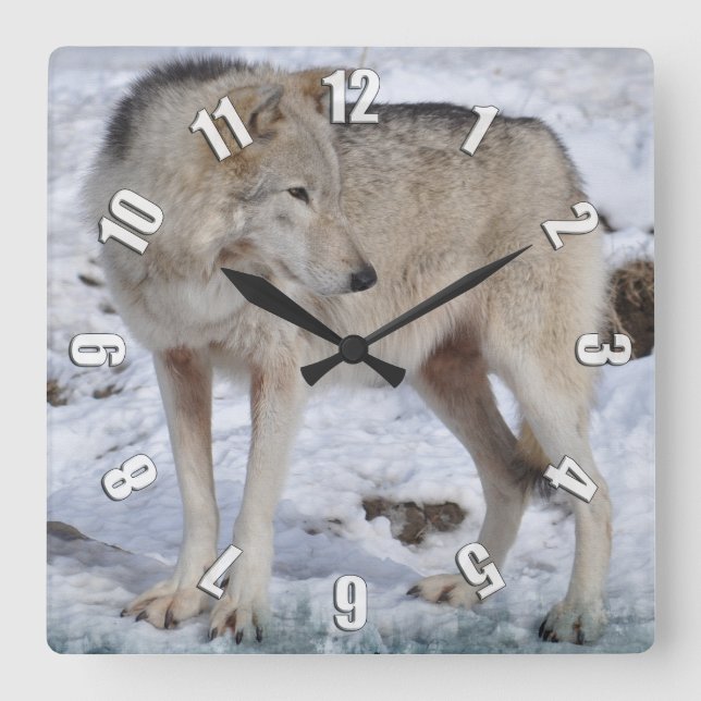 White Arctic Wolf and Snow Wildlife Art Clock (Front)