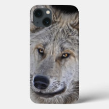 White Arctic Wolf Face Wildlife Portrait