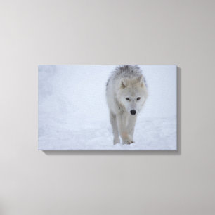 White Arctic wolf walking in the snow Canvas Print