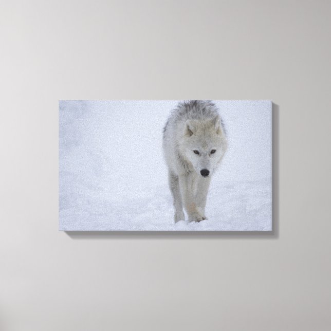 White Arctic wolf walking in the snow Canvas Print (Front)