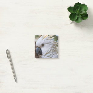 White Australian Cockatoo Parrot, Post-it Notes