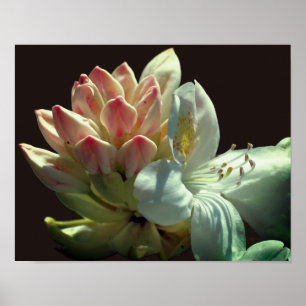 White Azalea Flower Blossom And Buds Poster